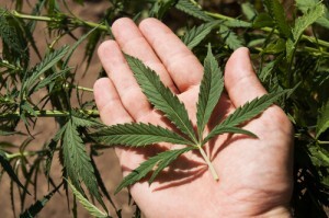 Cannabis Leaf in Man's Hand