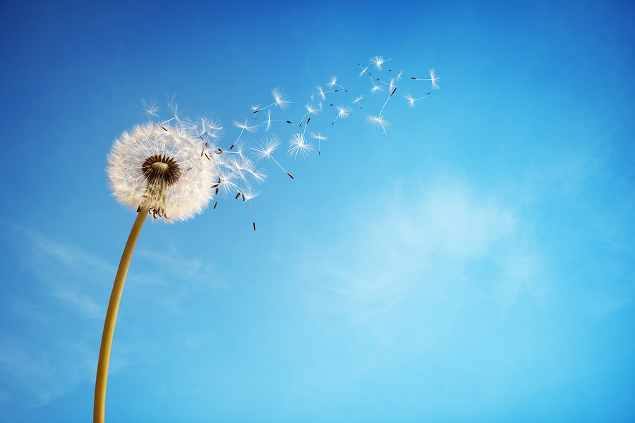 Dandelion’s As Medicine– From Super Weed to Super Herb