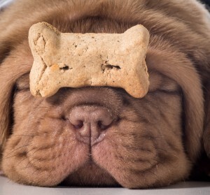dog with a bone - dogue de bordeaux puppy with a dog buscuit on
