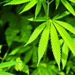 Young cannabis plant .Marijuana plant leaf -detail