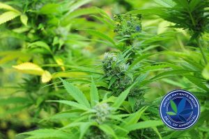Illnesses Treatable With Medical Cannabis