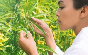 Wissenschaftlerin prft eine medizinische Hanfpflanze