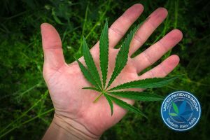 marijuana leaf on the palm. cannabis drug.