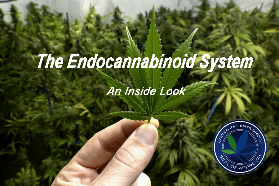 The Endocannabinoid System: An Inside Look by UPG