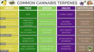 Cannabis Terpene Chart