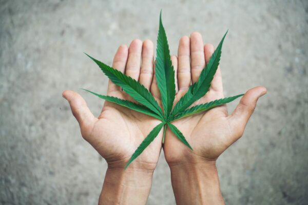 Cannabis Leaf in hand