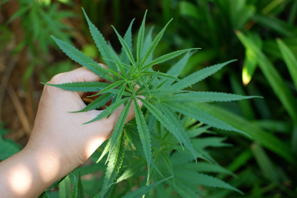 cannabis plant leaf