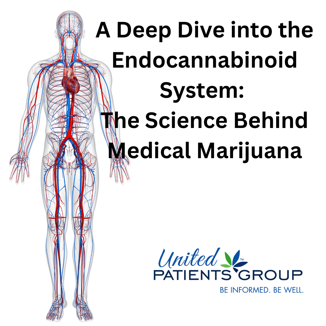 A Deep Dive into the Endocannabinoid System: The Science Behind Medical Marijuana