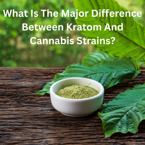 What Is The Major Difference Between Kratom And Cannabis Strains?