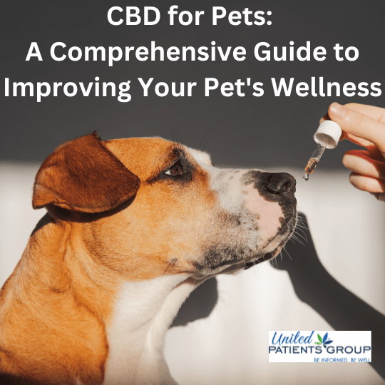 CBD for Pets: A Comprehensive Guide to Improving Your Pet’s Wellness